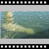 16. Tag - 22.11.2016-Dienstag-Manatee Viewing Center-Dockside Waterfront Grill